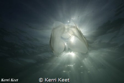 Celebrating Jellyfish Day with this photo taken in Simon'... by Kerri Keet 